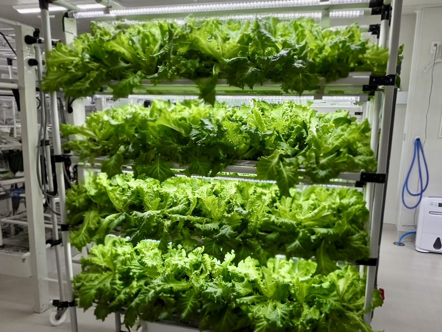 話題の「YUKI LEAF」が農協に登場！